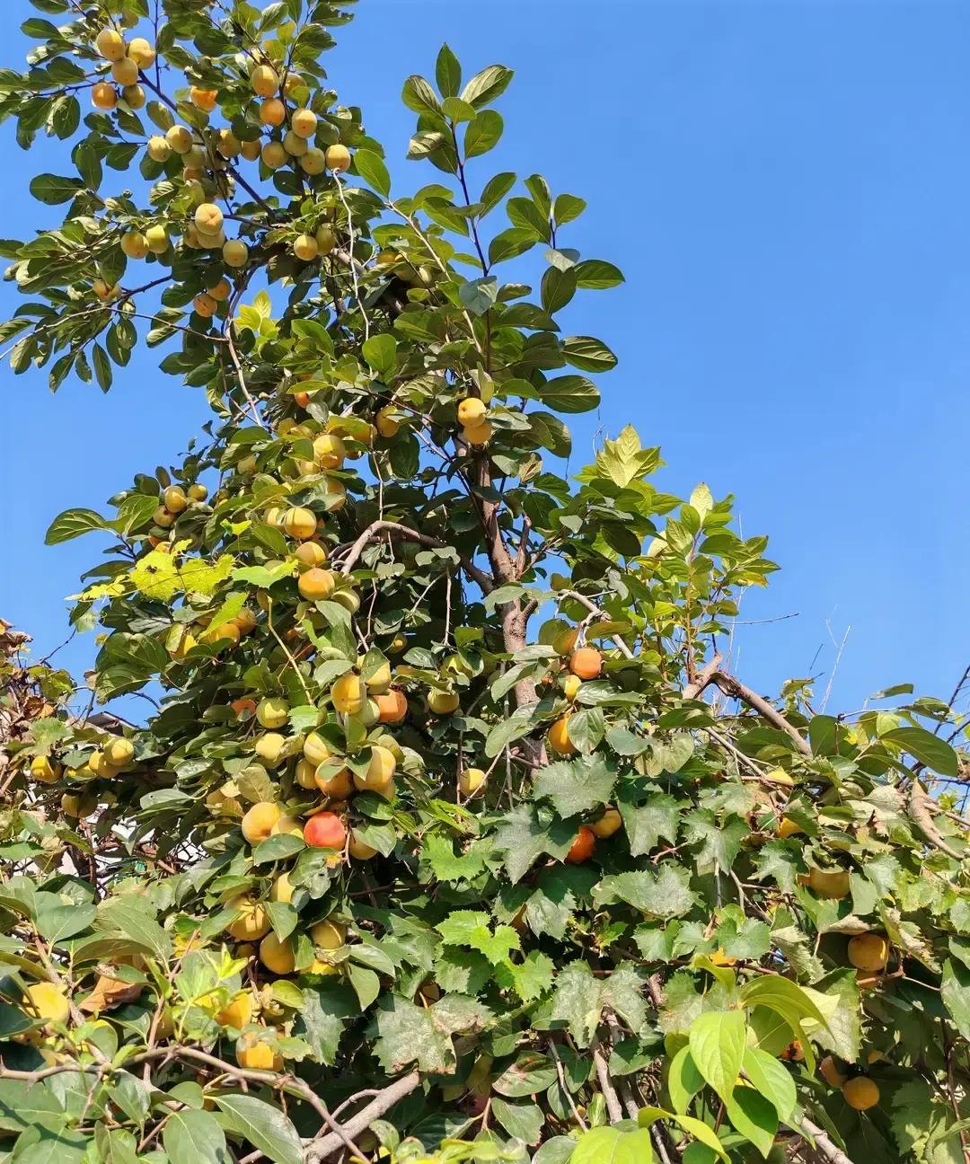 女同事婚房刚装完，她天天开窗散味，婆婆冲进来吼落灰挡财。我刷到视频都替她憋气。