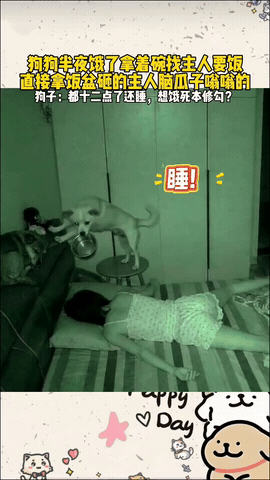 狗狗半夜饿了，拿着碗找主人要饭，见主人呼呼大睡，狗狗直接拿饭盆猛砸主人的脑袋，主