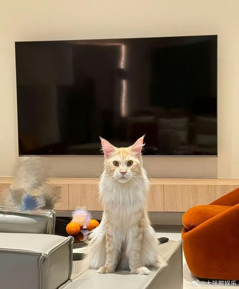 阚清子这状态很好！瘦了5斤后整个人的精气神都提上来了，跟宠物近照也是满屏的放松感