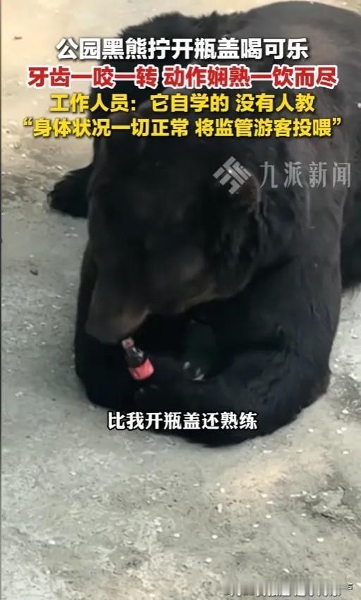 “成精了？”5月13日报道，辽宁丹东，一公园内的黑熊火了。有游客拍到了它喝可乐的