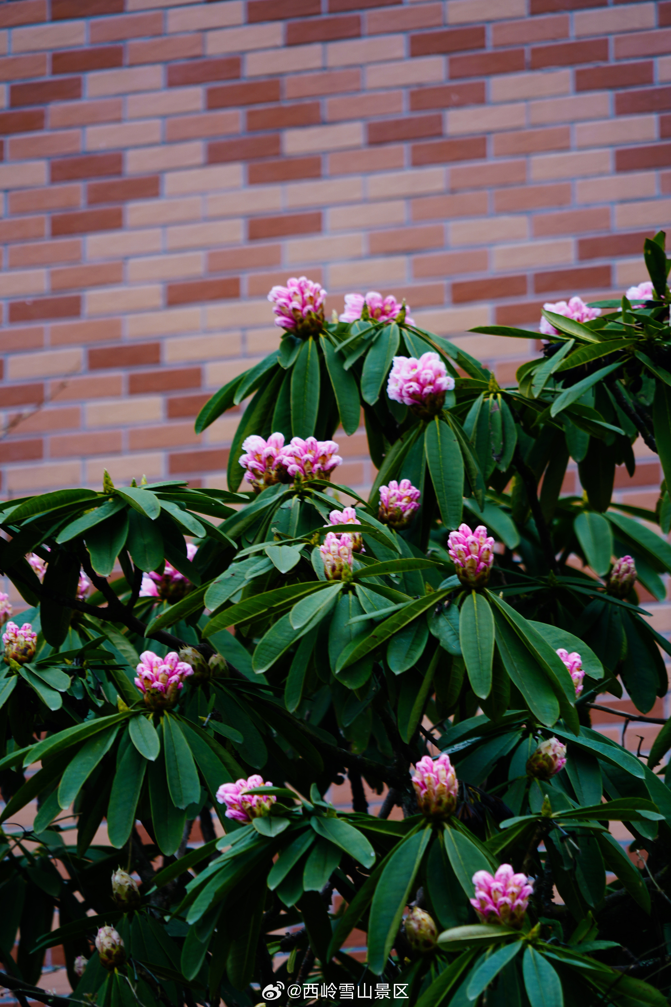 【别再问春天去哪儿了！】西岭雪山高山杜鹃全盛绽放，8KM免费徒步路线邀你沉浸粉紫