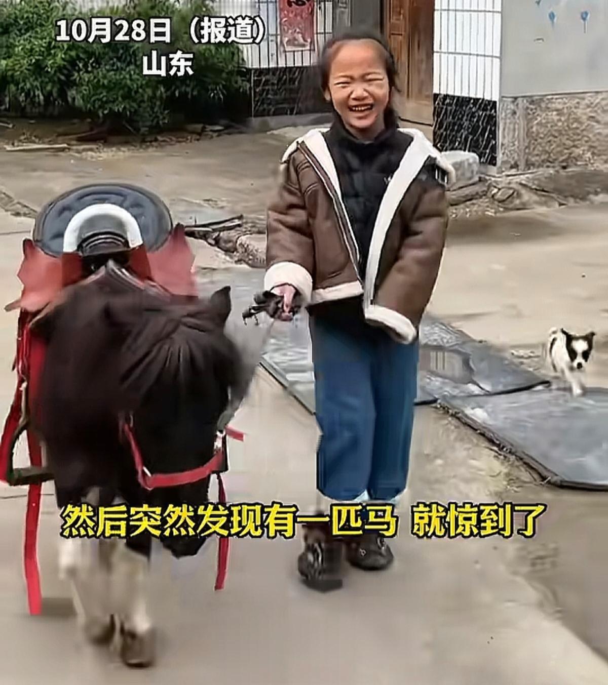 山东一女婿去取快递。他到地方看见货车上卸下来一匹真马。整个人都僵在原地，反复跟送