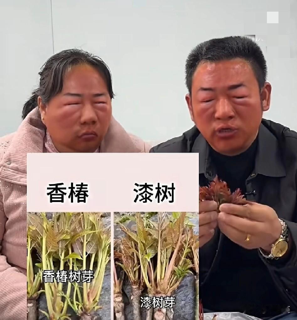 十年说车无人晓一朝漆树天下知谁能想到，送份春日野菜，差点把朋友送进医院