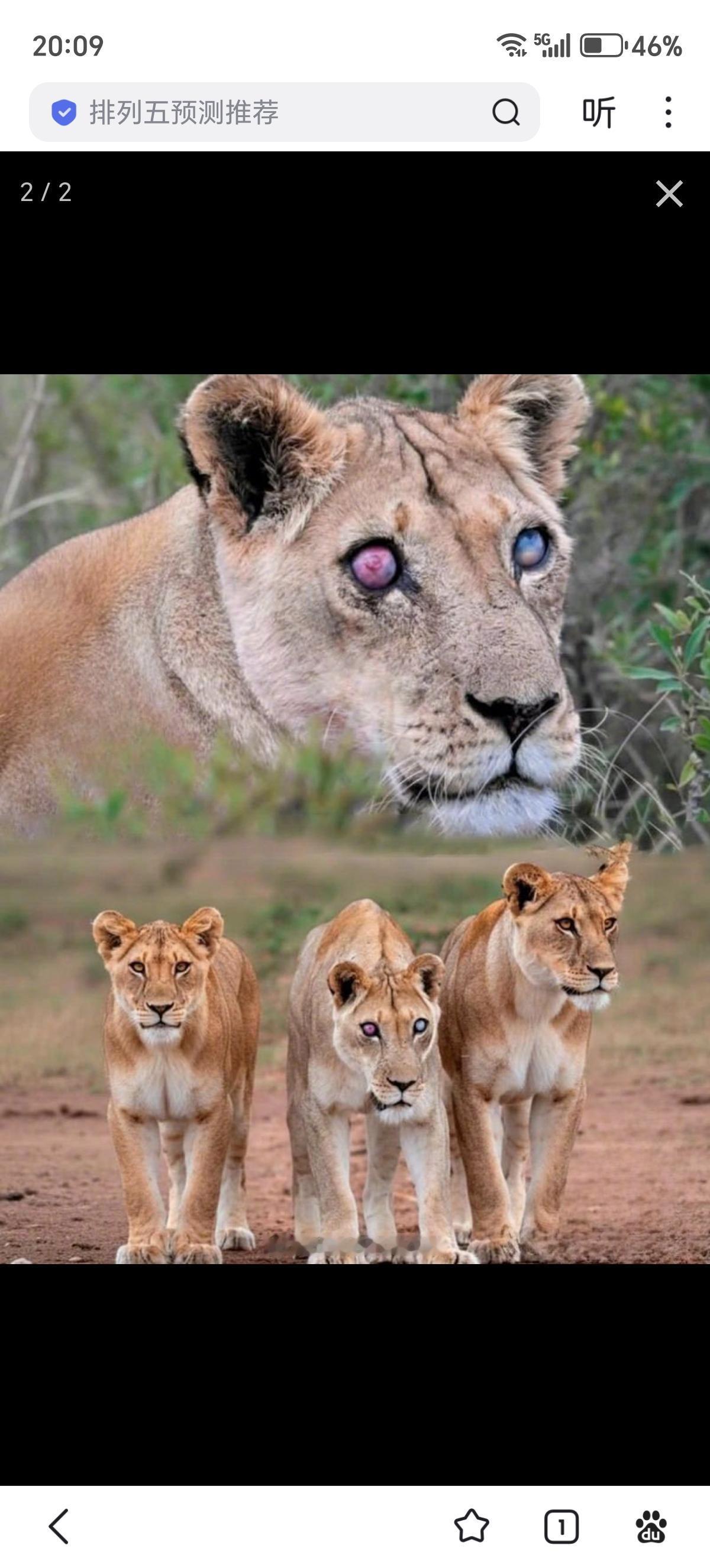 南非阿多大象国家公园的17岁母狮乔西因年龄原因失去了视力。她在两个女儿的坚定支持