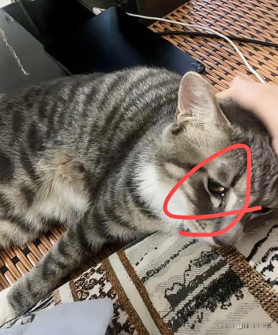 来猫也懂生离死别。同事家的老猫，今年13岁了。上周开始突然不对劲了。变得特别