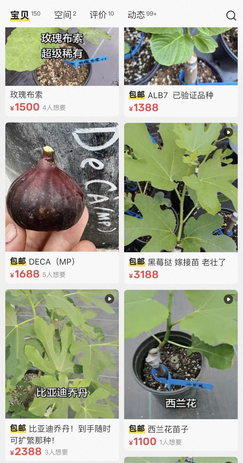 本来想买点无花果苗多种几棵，一看价格，好家伙，太贵了，果断放弃。目前院子里种的这