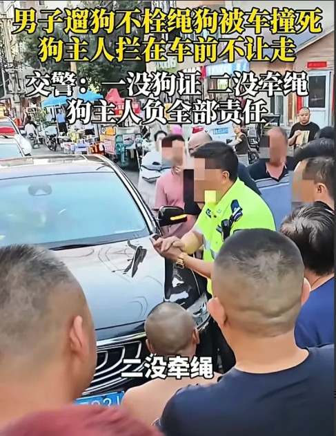 养狗不办证遛狗不拴绳狗被车撞死拦车不让走警察两句话让狗主人小算盘落空。