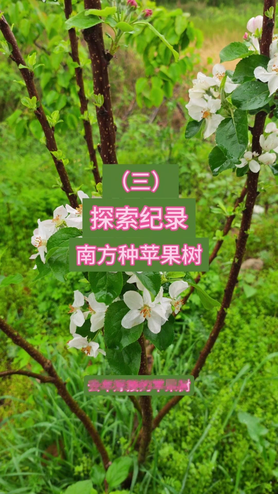 没想到吃完苹果的籽，能在湖北种出真正的苹果树！开春就给它嫁接，现在5月23号了，