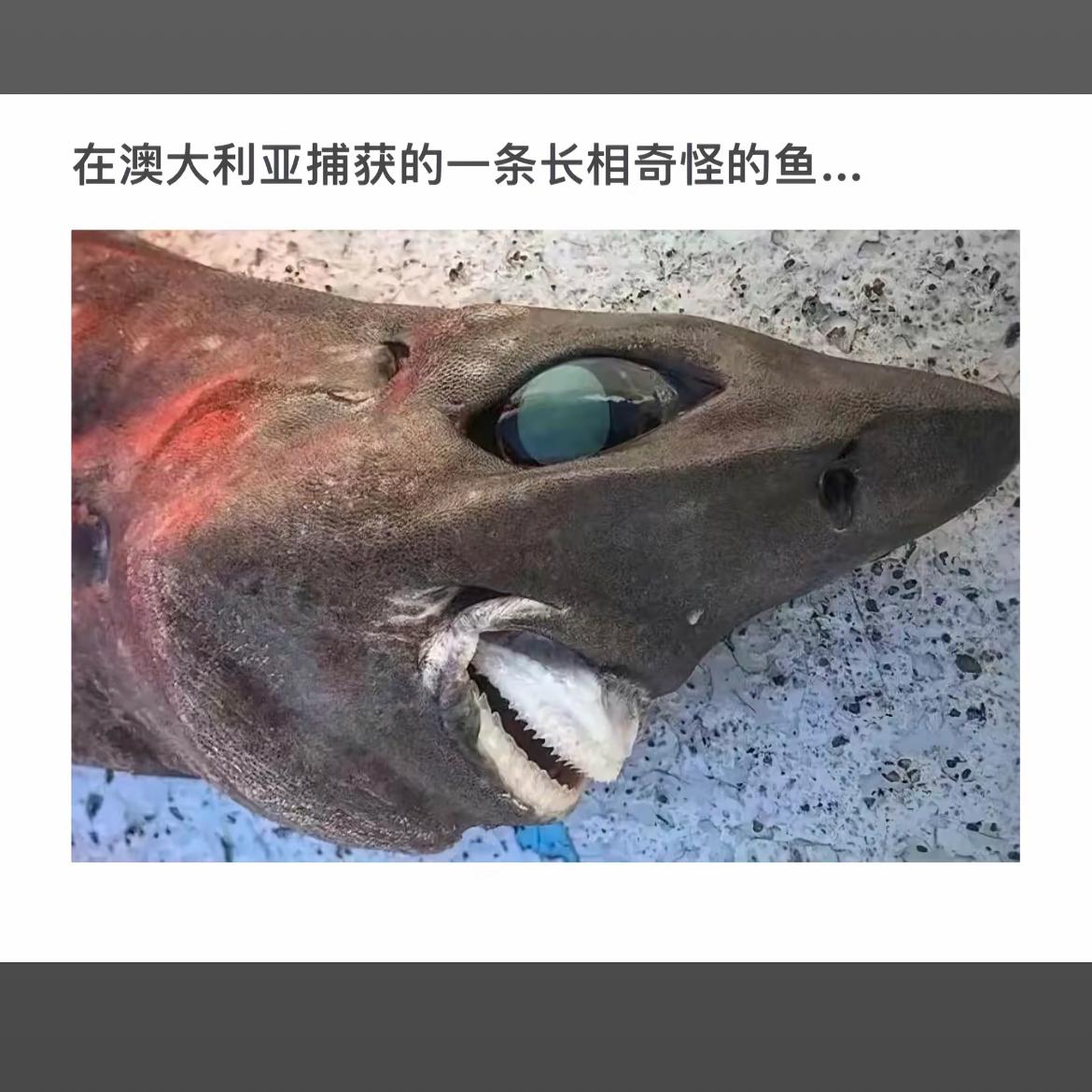 在澳大利亚捕获的怪异鱼类，令人惊叹的生物！🐟🌊