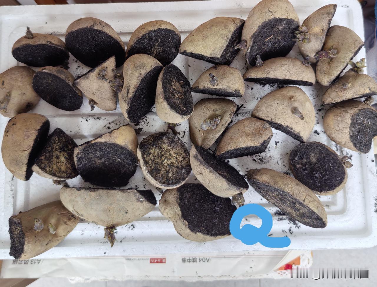 种土豆不能用草木灰？大清早进园，小园友迎面急问，坏了，咱们种土豆都用了草木灰，