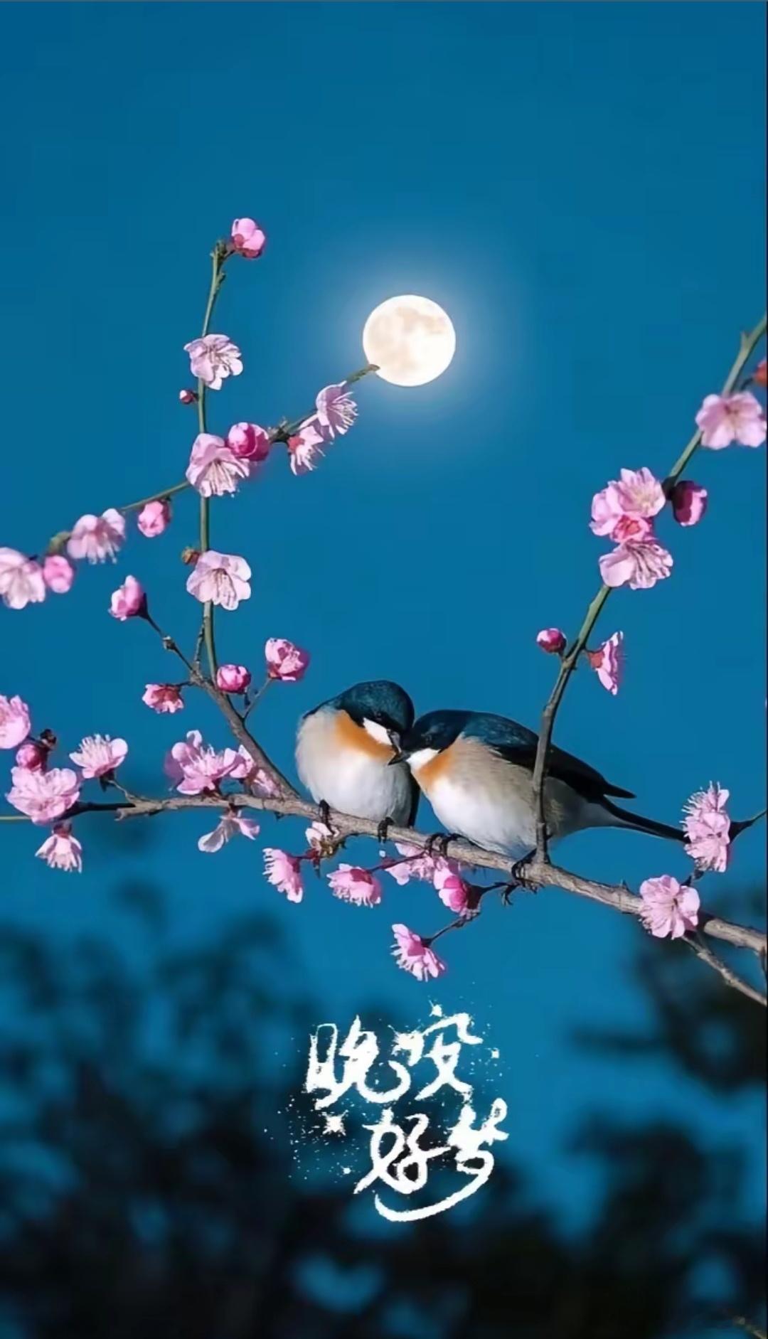晚安[玫瑰]🌛​​​