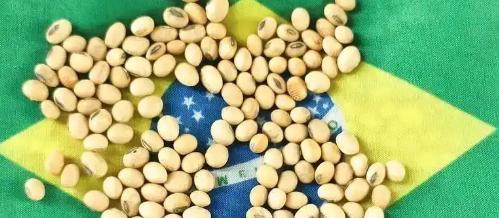 当一船满载6.9万吨巴西大豆的货轮靠泊江苏泰州码头时，谁也没想到，大豆中混入了约