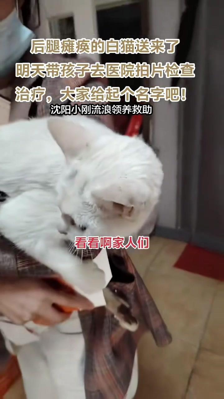 🐱在南一大院小区发现了这只后肢瘫痪的流浪白猫，当时它饿到围着路人打转，两位路过