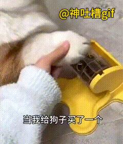 狗狗：这概率也太低了吧？主人给狗子买了一个漏食物的玩具，把食物放进去，用爪子来回