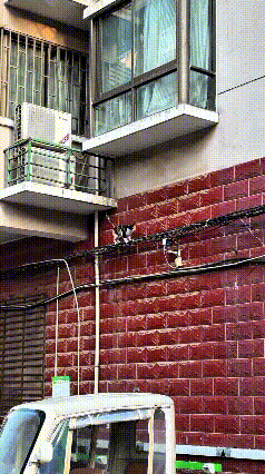 这只猫咪从家里跑出来，顺着外墙的线路一层一层往下跳，一路顺顺当当地就往地面走。