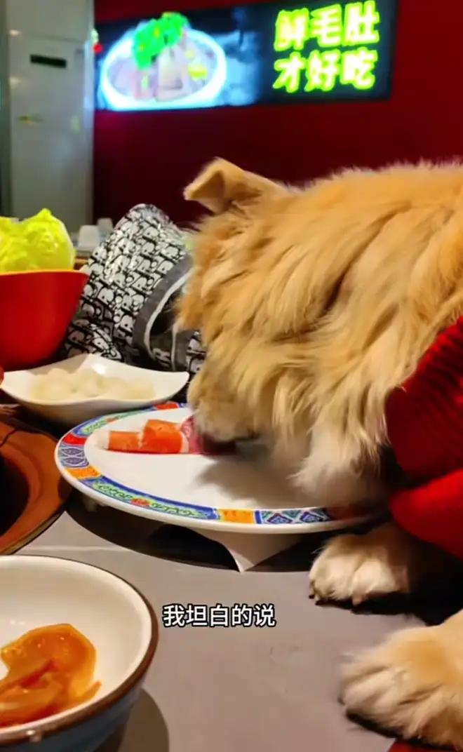 北京一女子带狗上餐桌吃火锅，狗舔盘子被她拿来发朋友圈炫耀，卫生问题被质疑，火锅店