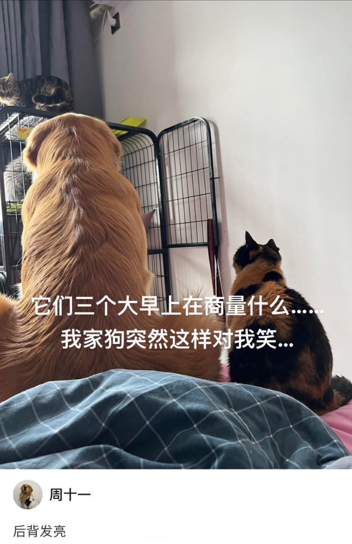 猫猫狗狗：拆家计划制定完成～
