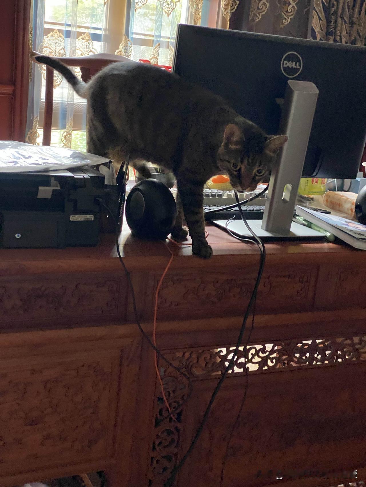 能晒一下你家猫咪慵懒的样子吗?夏天狸花猫的日常，狸花猫不吃冰箱里拿岀来的东西，因