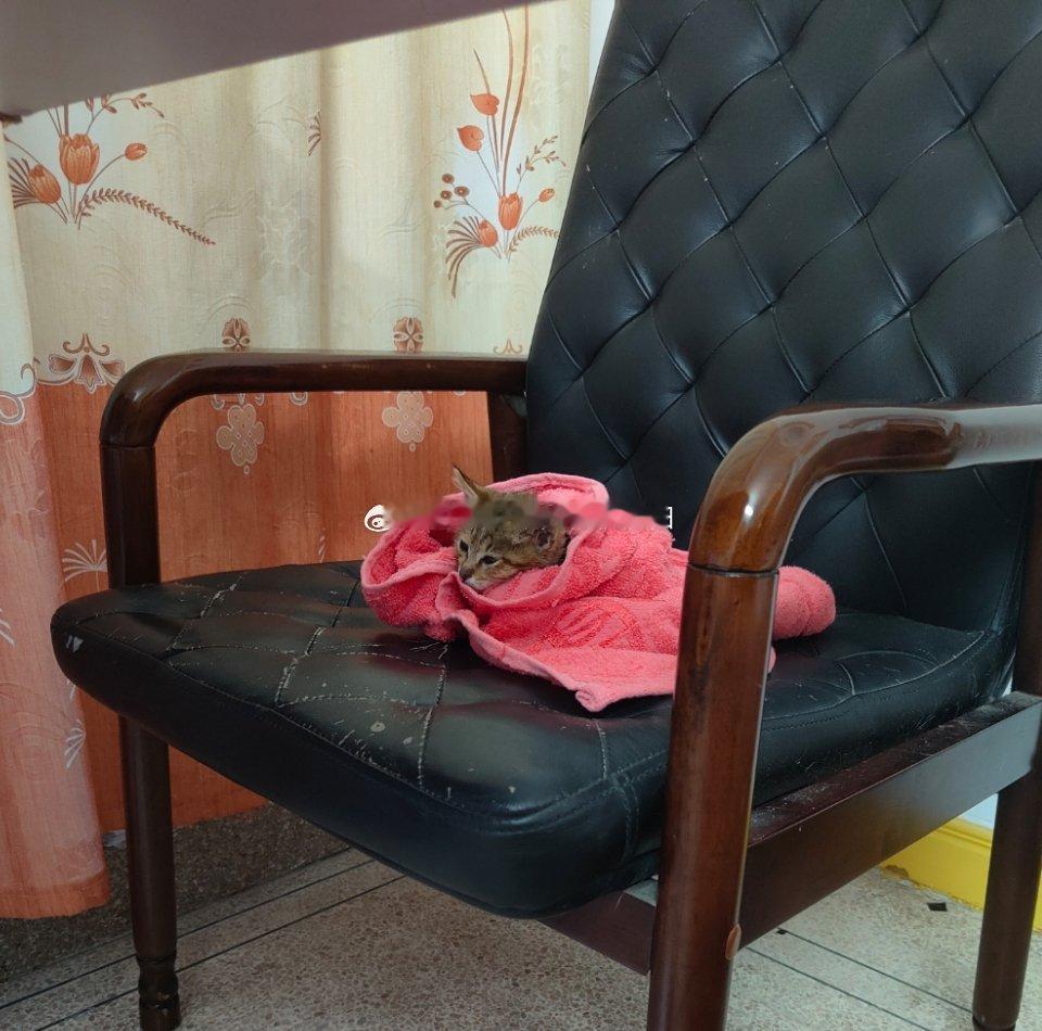 猫咪日常奶猫的一天有一种冷，叫做我觉得他冷[笑着哭][笑着哭][笑着哭]