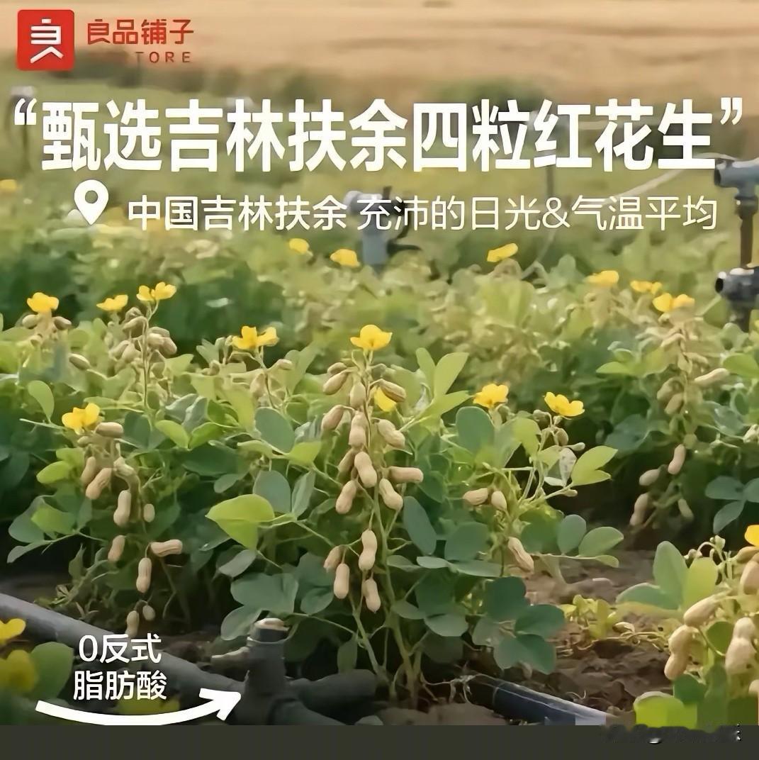 作为一家食品类企业，良品铺子的招聘条件是什么？[捂脸哭]花生还能长树上，真是离谱他