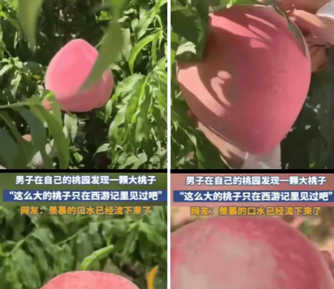 “彻底解释不清了！”山东，男子去果园摘桃子，不料，竟然发现了一颗大桃