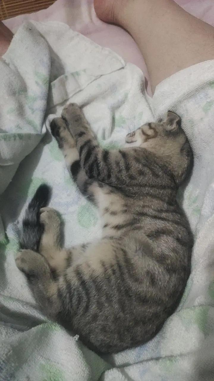丢了好几天的豆豆找到了，回来撒娇卖萌猫式睡猫咪小奶猫宠物猫睡姿大赏