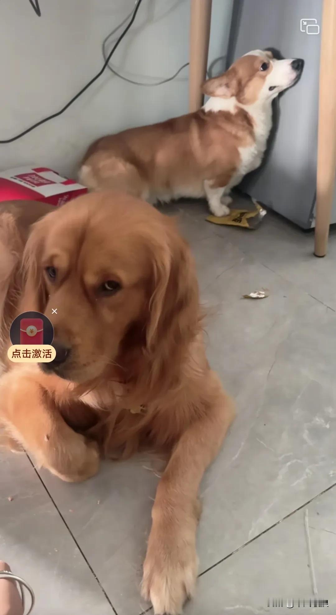 金毛要是护食就得挨打，揍老的来教育小的，扇了它几个耳光，还指着它说：“你要是再护
