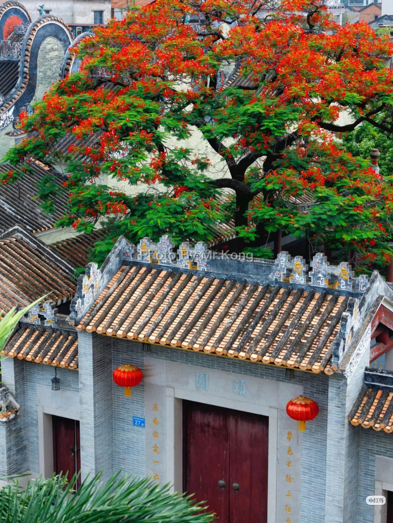 龙归周氏大宗祠，岭南建筑与凤凰花绝美邂逅广州白云区龙归的周氏大宗祠的凤凰花开