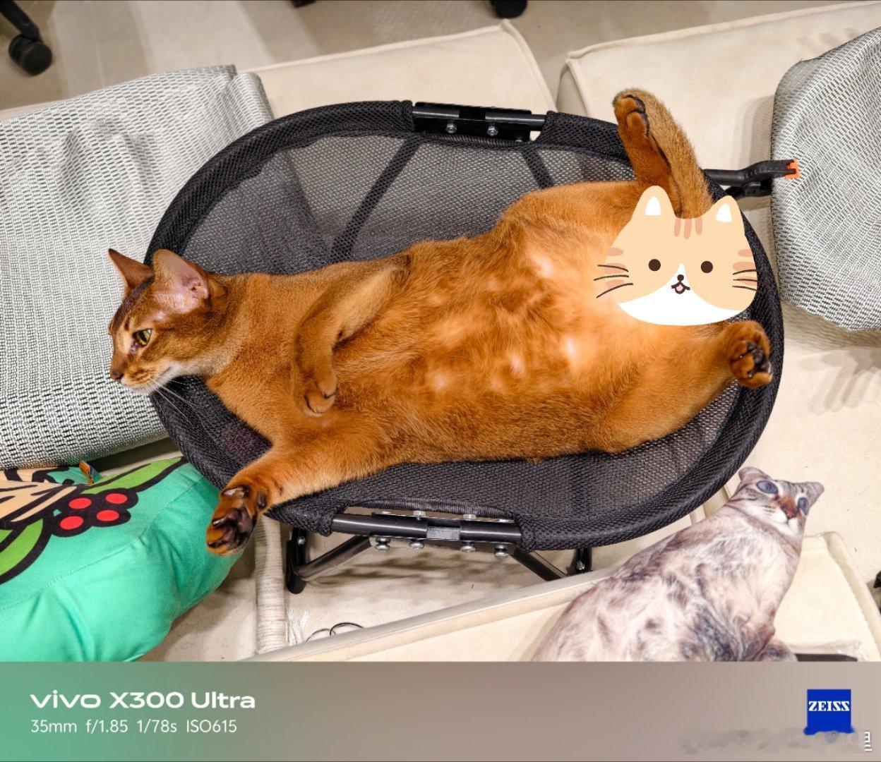 烤翅自从过年胖了之后，就一去不复返了昨天送它去洗澡了，洗完回来看起来更胖了，怎么