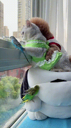 刷到这段视频，一下就被这个家的氛围打动了。猫咪打扮得漂漂亮亮靠在窗边，一只小鸟先