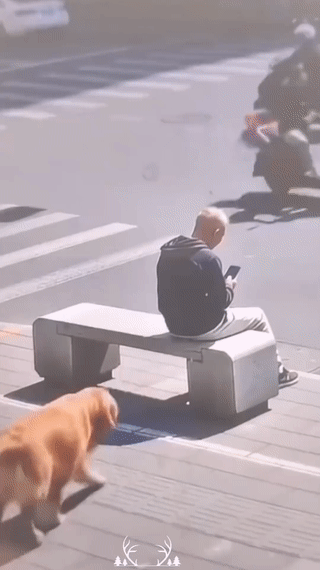 这个视频究竟是真的？还是AI合成的？如果是真的话，这只狗可是积了大德了！它