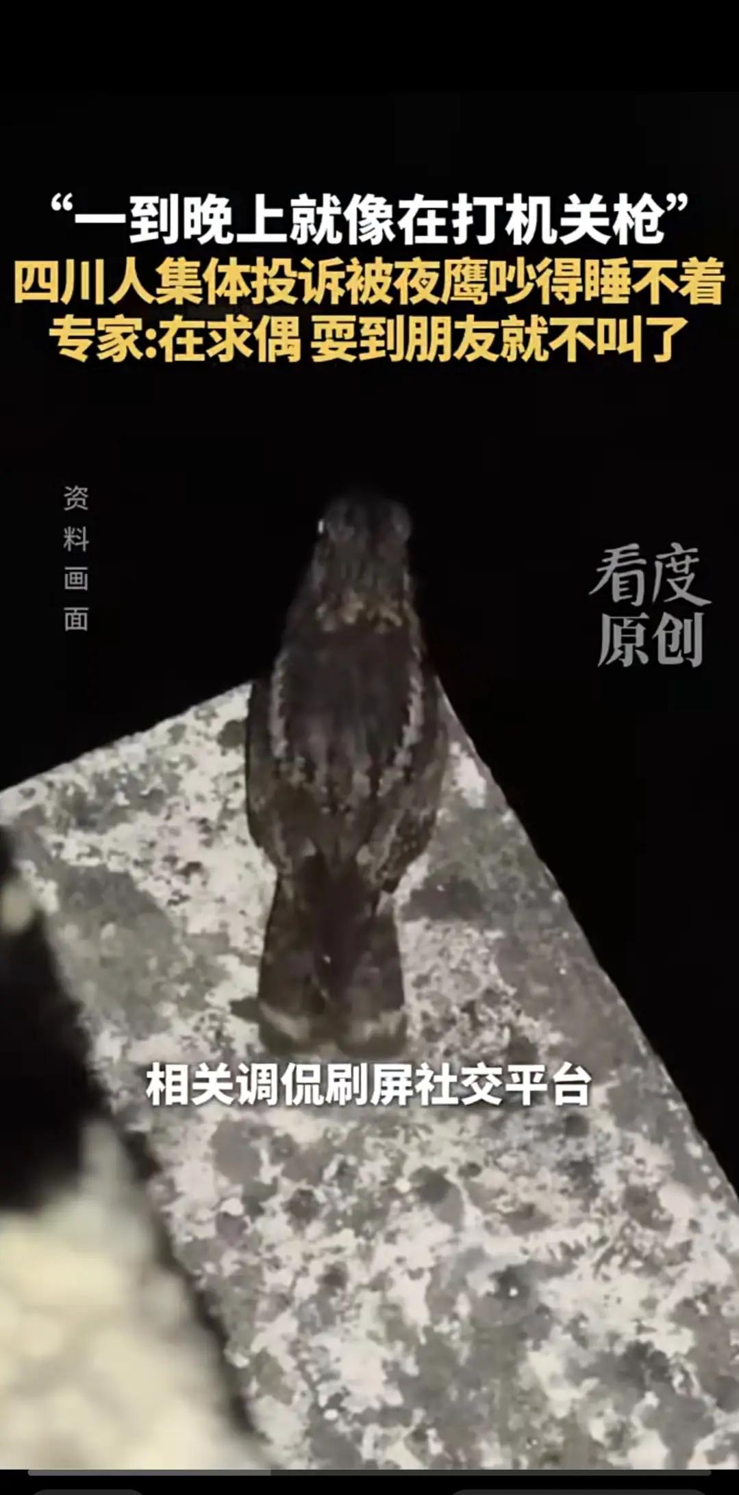夜间持续不停鸣叫，好似机关枪扫射！四川人集体投诉“囧囧鸟”，专家：它只是想“找对