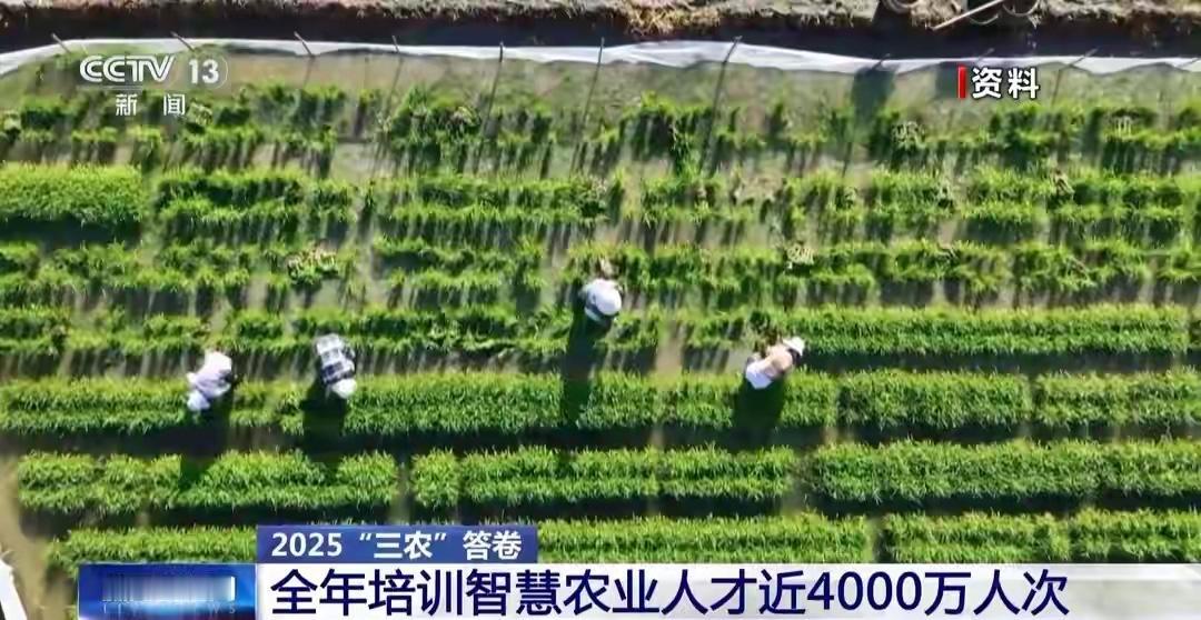 30亩地1人管！南宁隆安火龙果靠科技年收16批，亩产值翻番2025年，新质生