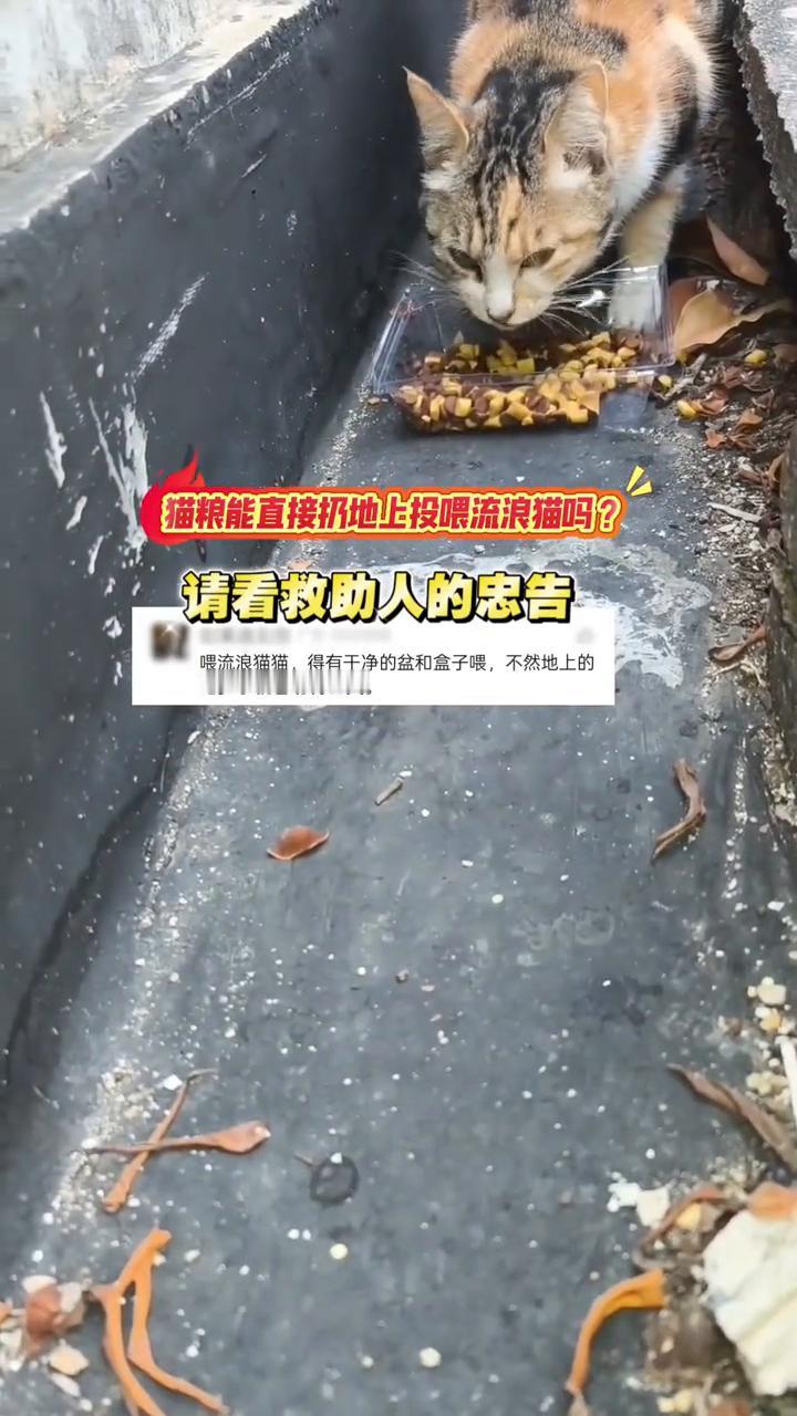 猫粮能直接扔地上投喂流浪猫吗？请看救助人的忠告。喂流浪猫猫得有干净的盆和盒子喂