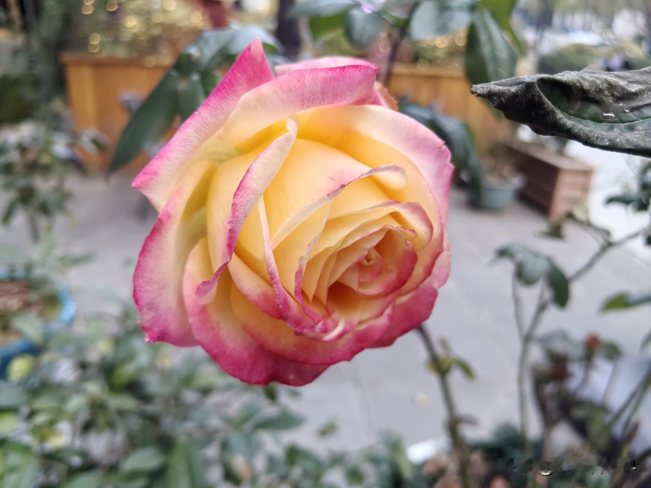 我们这里有户人家，女儿娜娜结婚后，一直住在娘家，两个孩子也由外婆一手带大。因