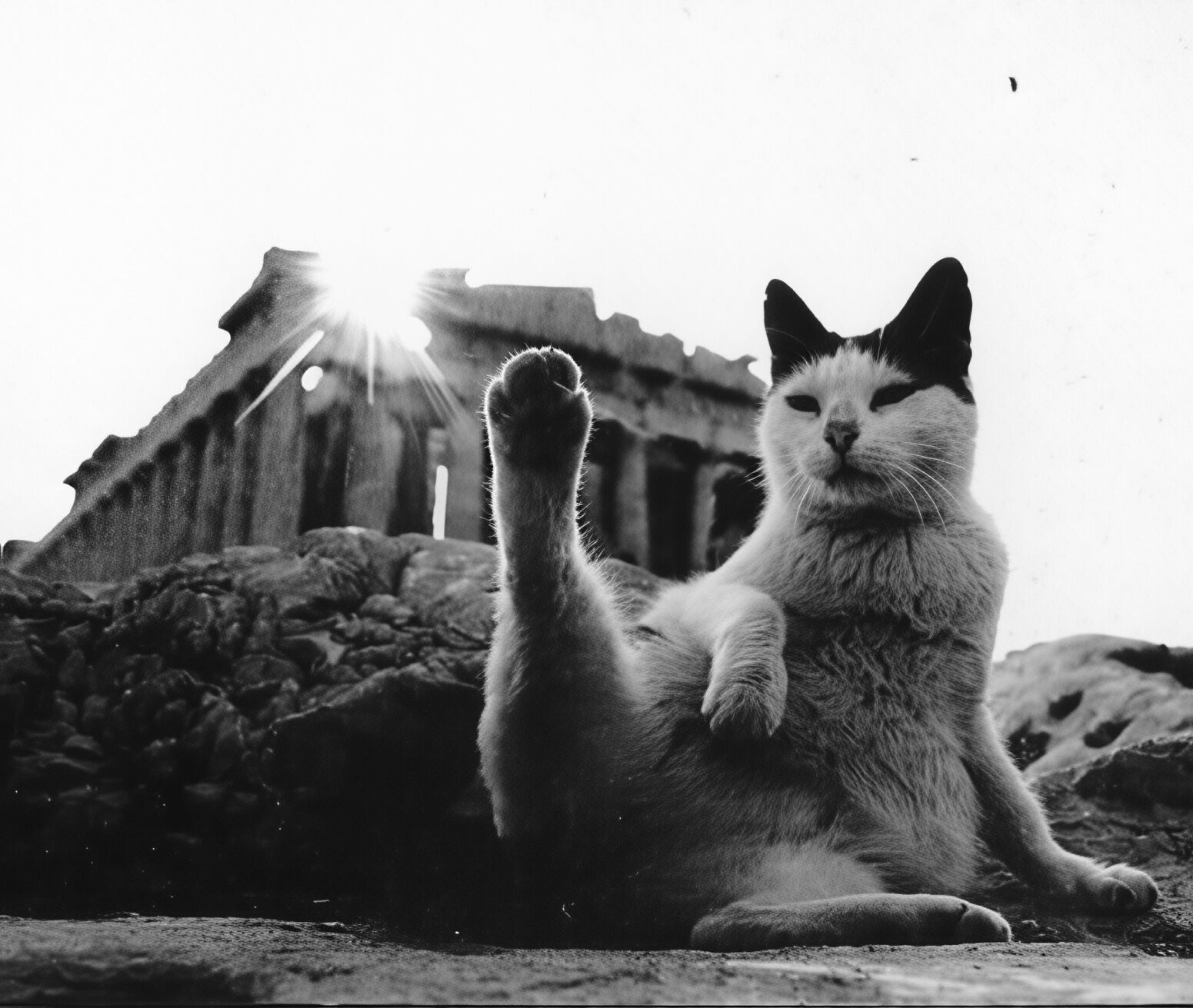 1986，帕特农神庙前的猫咪摄影师EdgardAlsteens