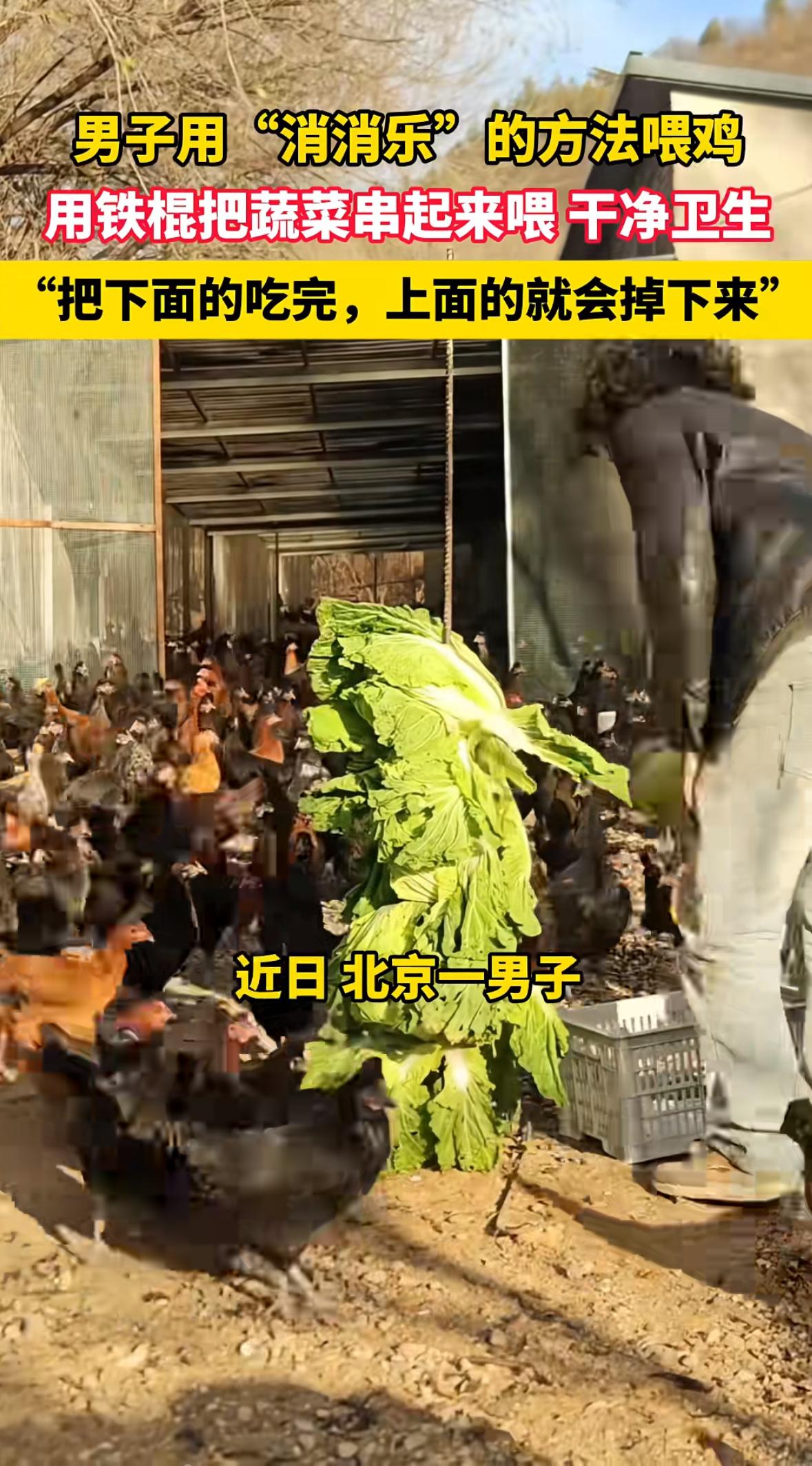 河南商丘的养鸡场主老张最近在网上火了——他没像传统养殖户那样定时定点撒饲料，而是