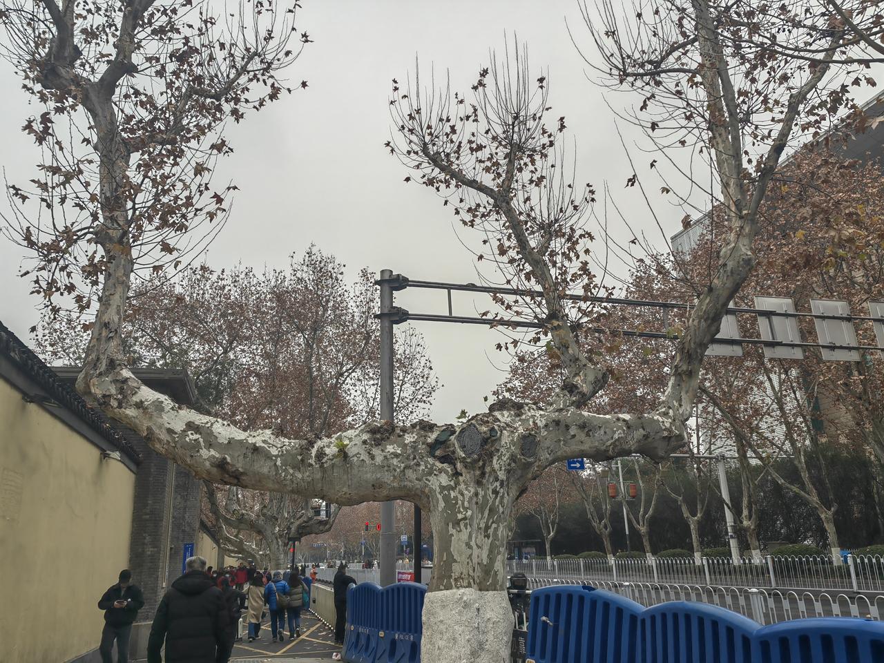 南京的法桐造型真的又是一景，这种造型既美化了道路，又减少了树叶的降落，还使得树冠