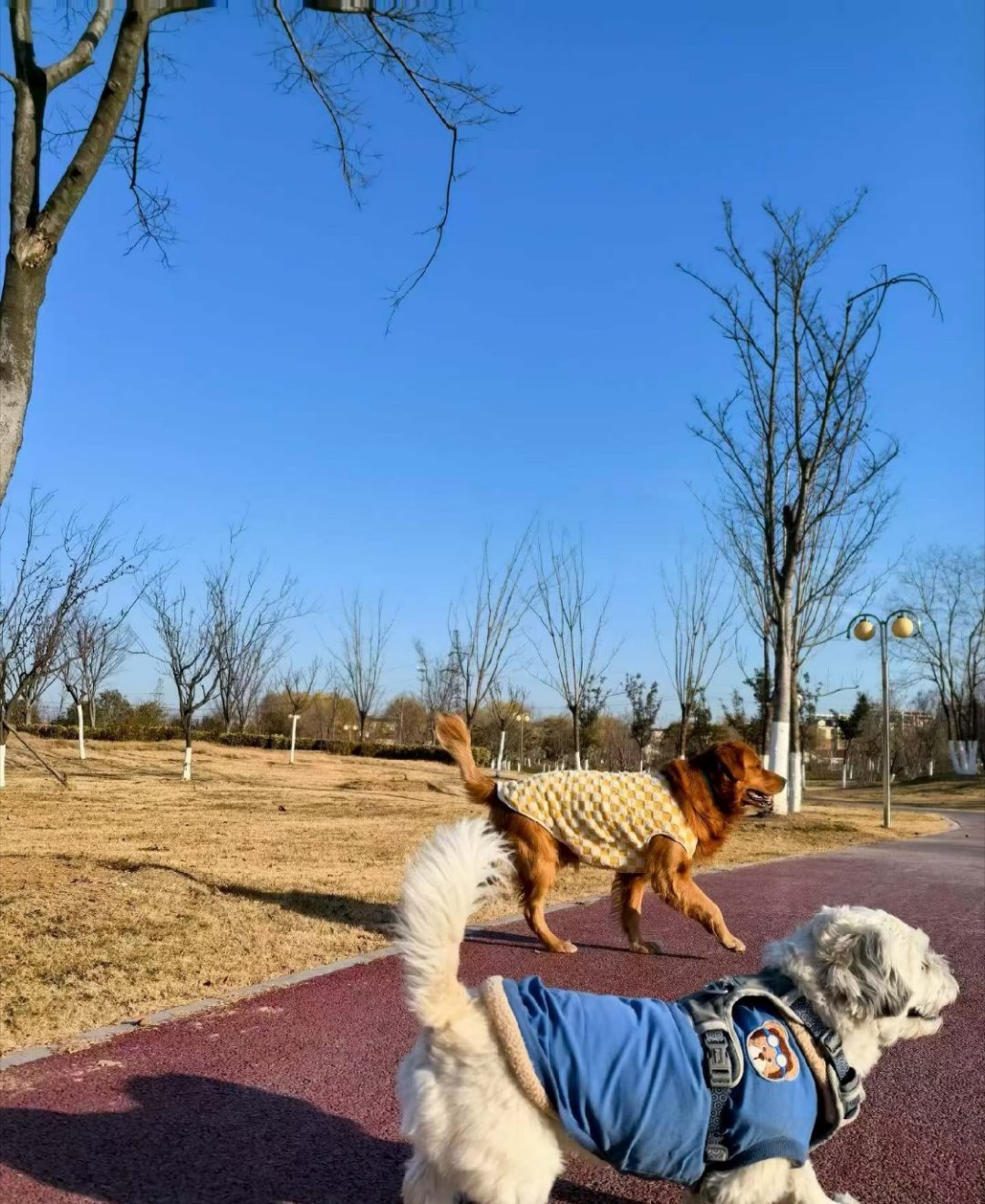 老辈子没想到有天能看到狗遛狗时代进步到狗狗都能组队遛弯，画面又搞笑又温馨。老一
