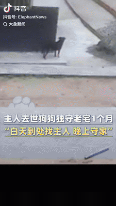 看哭了！四川绵阳，一男子因病去世，狗狗独自守护老房子1个月，白天到处跑着去找“主