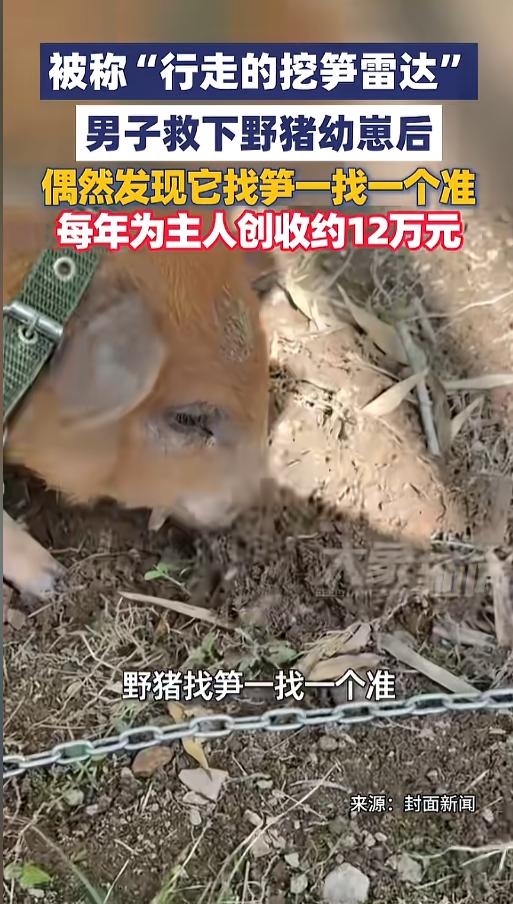 “真是来报恩的！”5月24日报道，浙江温州，一男子两年前在山里面救下了一只受伤的