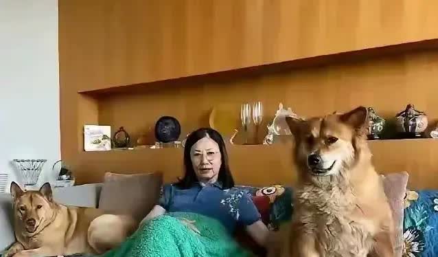 说句实话，汪明荃的家很多人不想去住，也不是不奢华，就是跟狗共用沙发，显得不卫生。