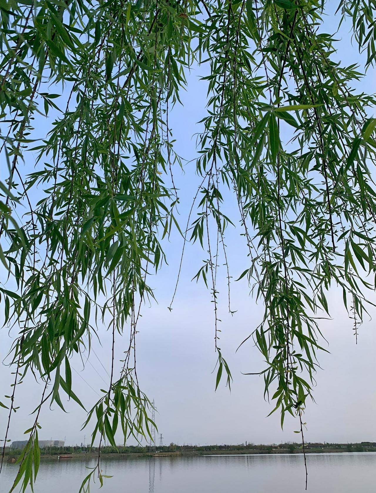 我发现一件很现实的事。人到中晚年，连一顿免费的饭，都不想随便吃了。昨天上午我