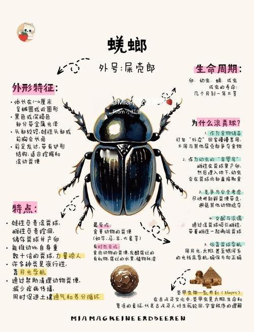 1965年，澳大利亚启动“蜣螂计划”，用400美元，从中国买了1500只屎壳郎，
