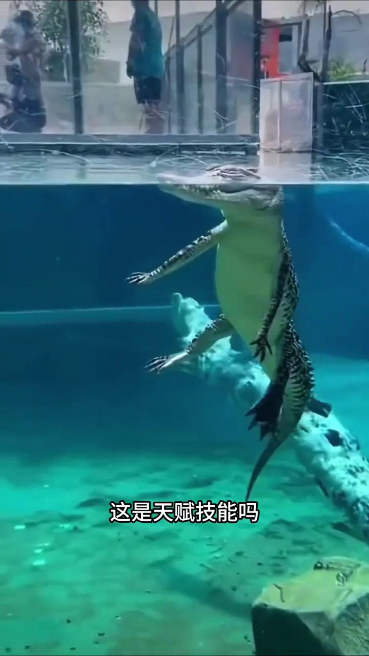 ·兔子虽然怕水，但它天生会游泳，属于应急逃生能力。·大多数猴子天生就会游泳。