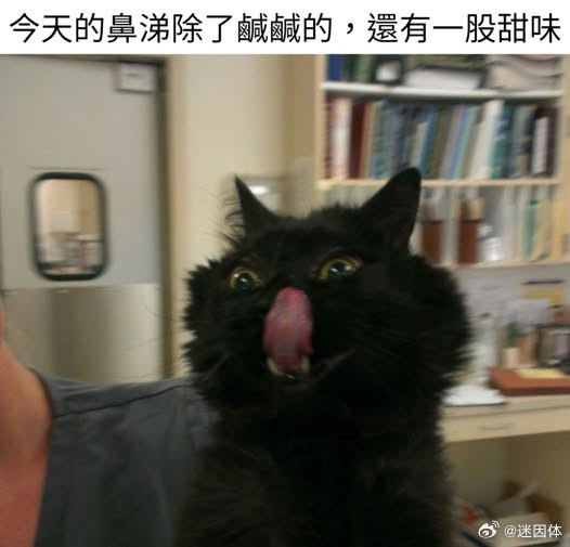 小零食😋memes迷译图