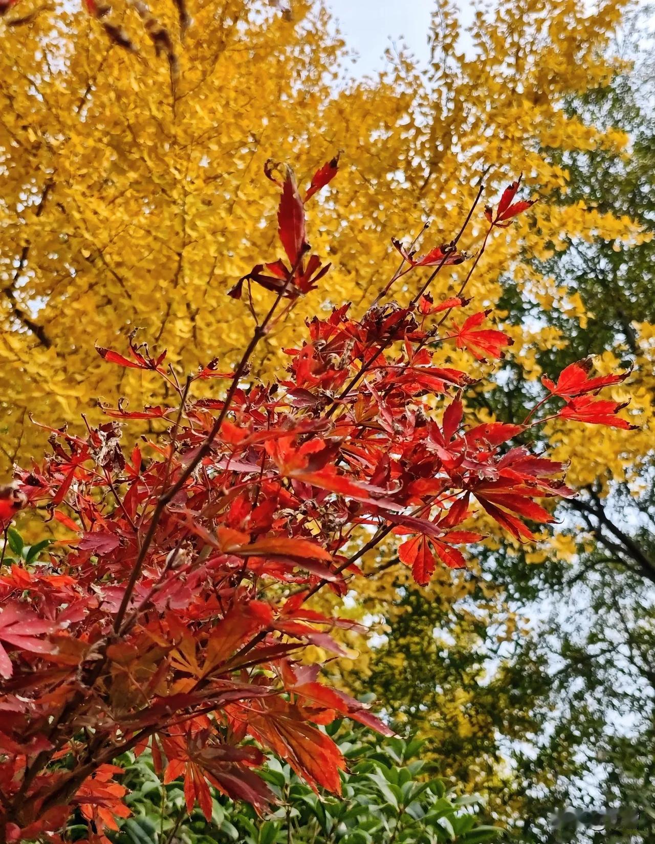深秋季节，层林尽染，满眼尽是深黄、深绿、深红等色调，仿佛世间万物都染上了浓