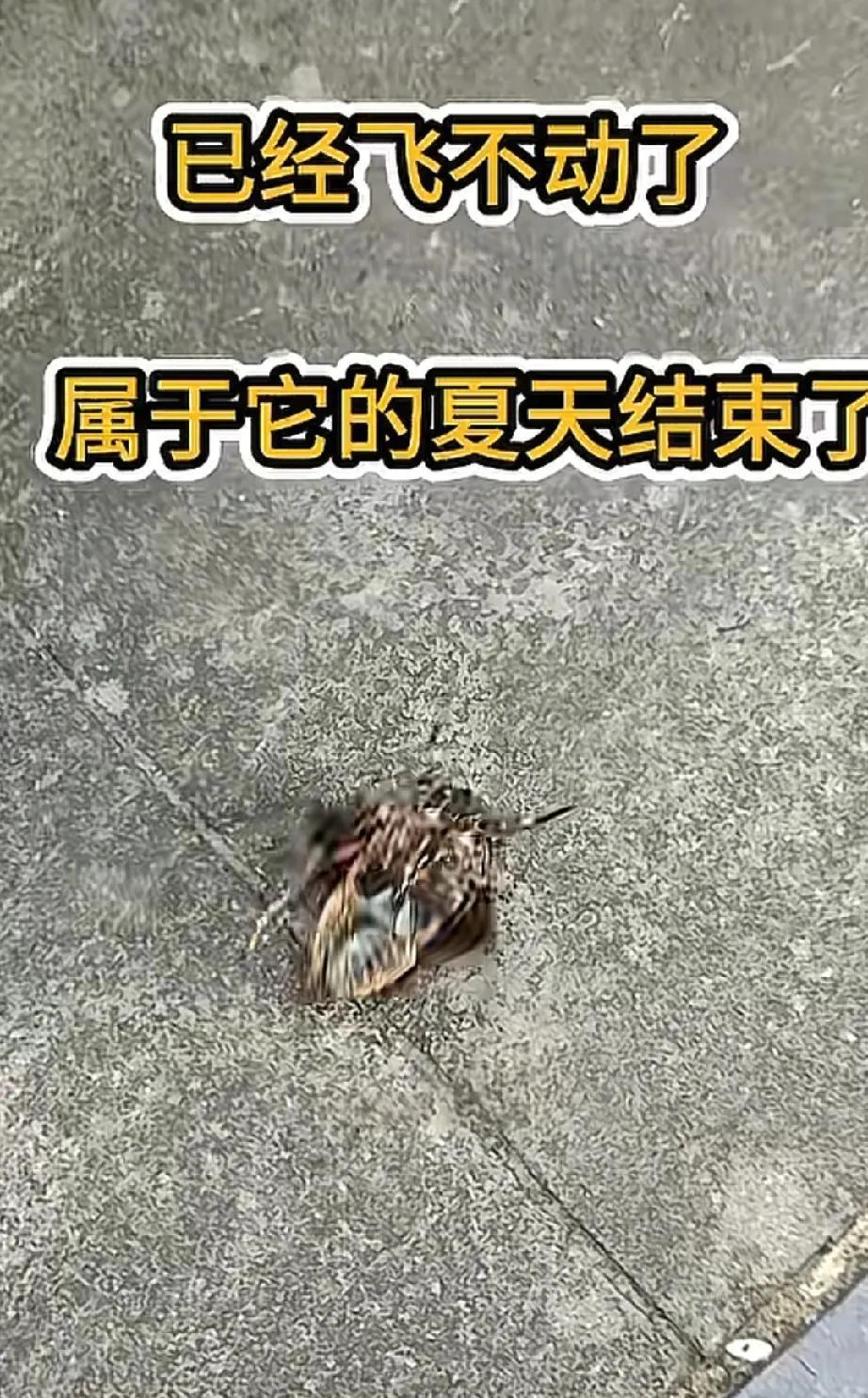 看到落地上的蝉，它哀鸣的声音，然后在地上扑棱几下，似乎告别它的一生，我感觉像极了