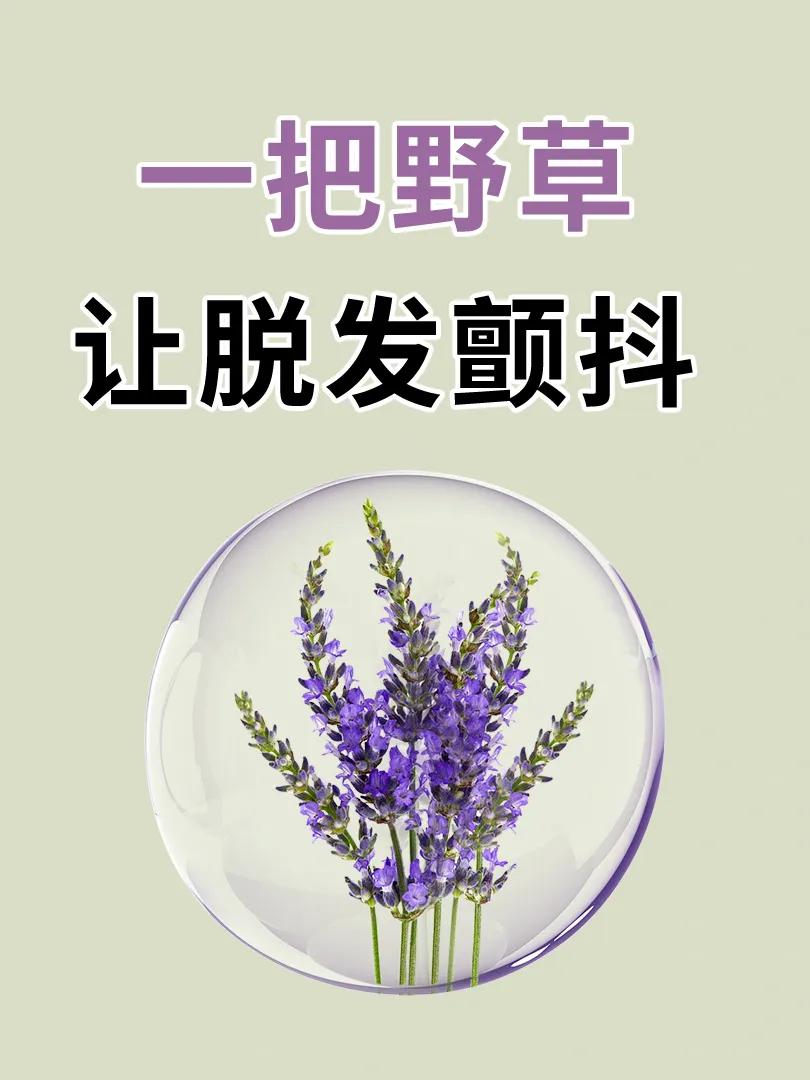 一把野草，让脱发颤抖