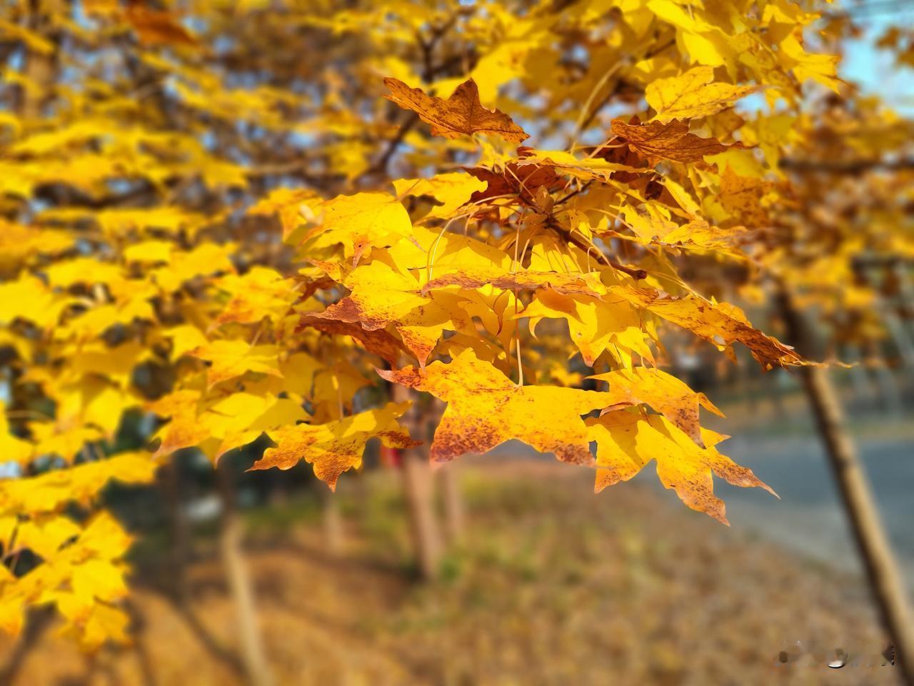 都说春天美，因为有崭新的绿叶，有盛开的鲜花，还有翩翩起舞的蝴蝶，而秋天被人称为一